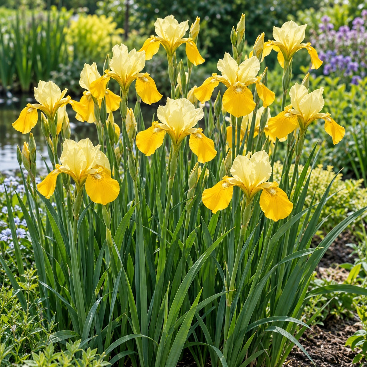Sunfisher Siberian Iris growing in a garden
