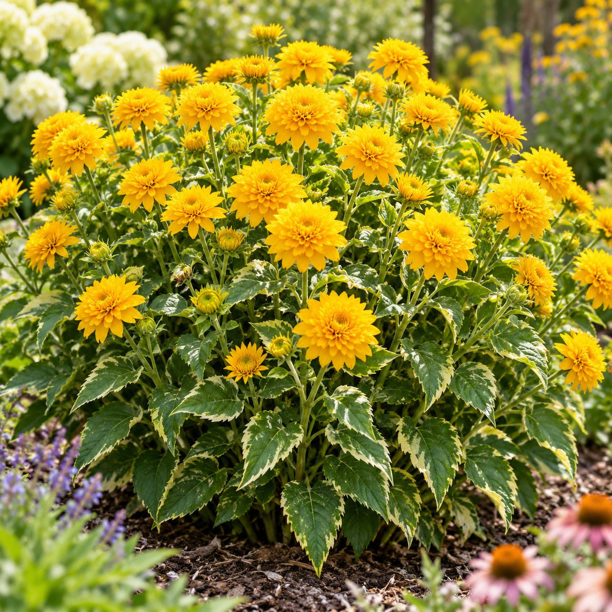Sunny Disposition False Sunflower