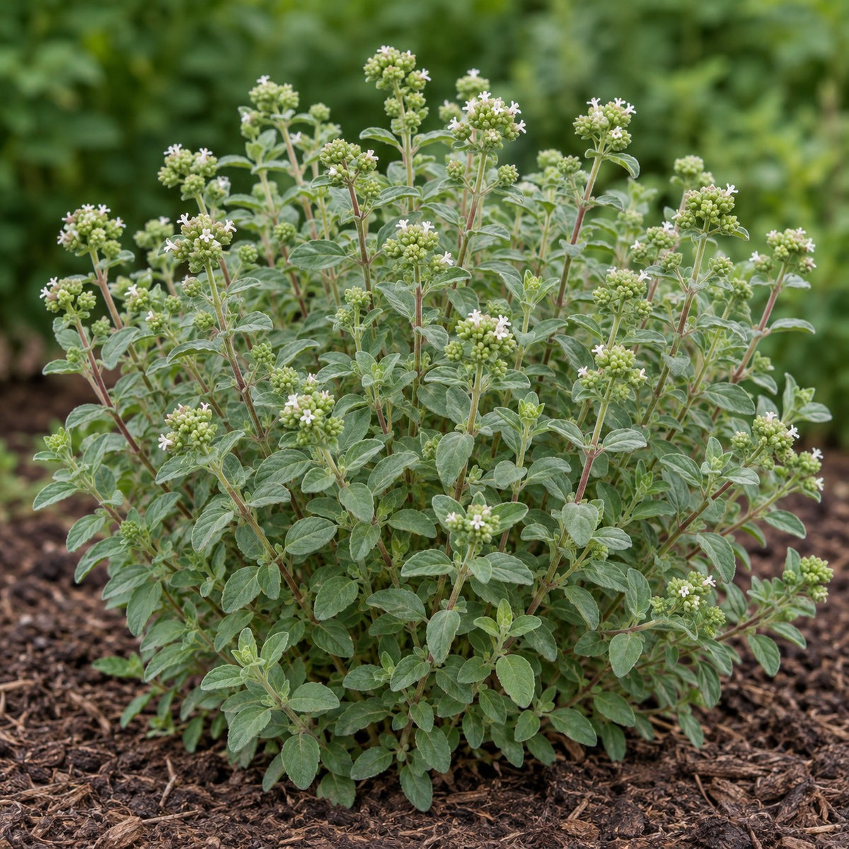 Sweet Marjoram (Origanum majorana) herb plant growing in a garden bed