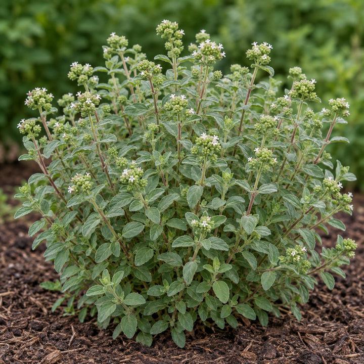 Sweet Marjoram (Origanum majorana) herb plant growing in a garden bed