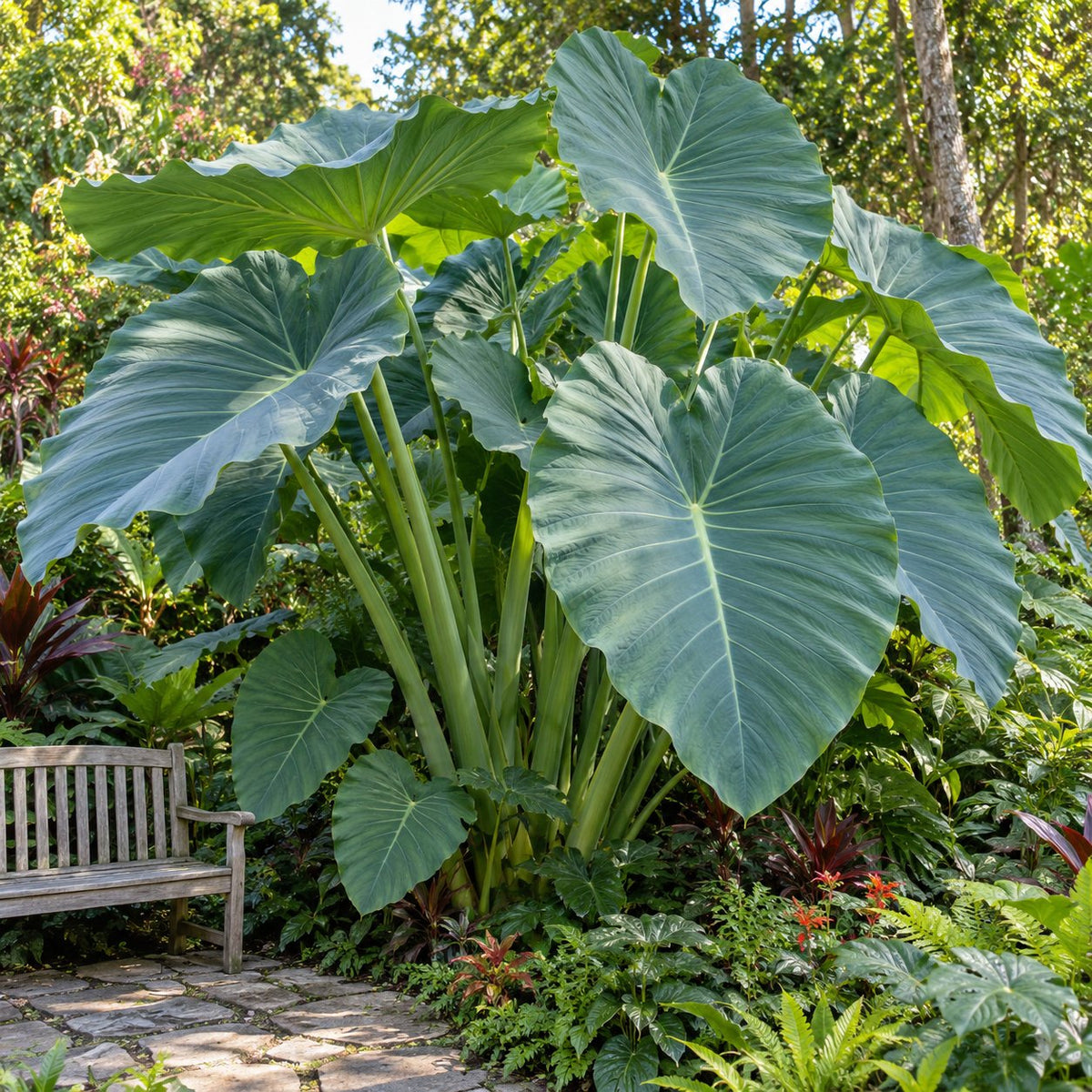 Thailand Giant Giant Elephant Ear