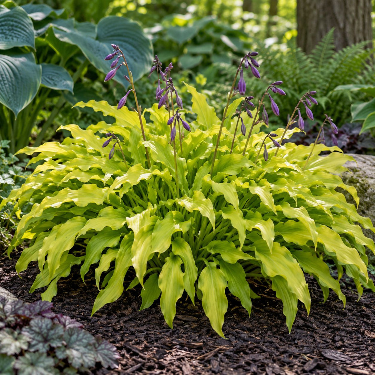 Time in a Bottle Hosta