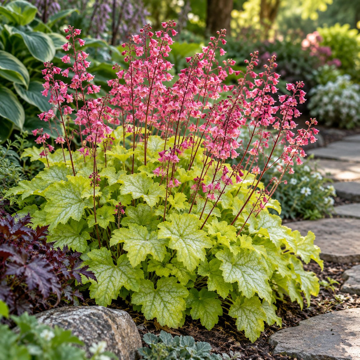 Timeless Glow Coral Bells