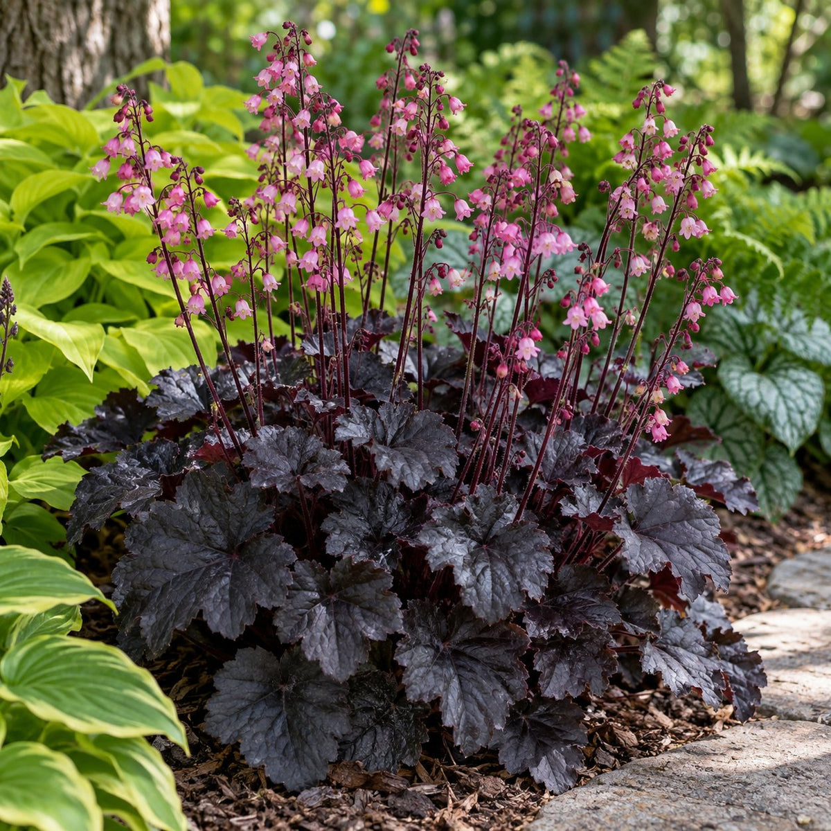 Timeless Night Coral Bells