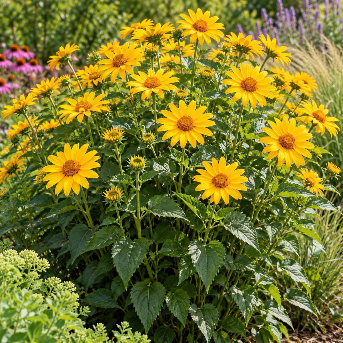 Tuscan Sun False Sunflower