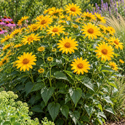 Tuscan Sun False Sunflower