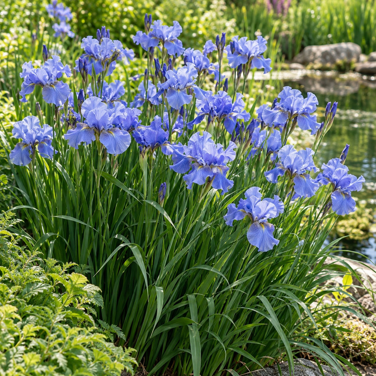 Tutu Blue Siberian Iris growing in a garden