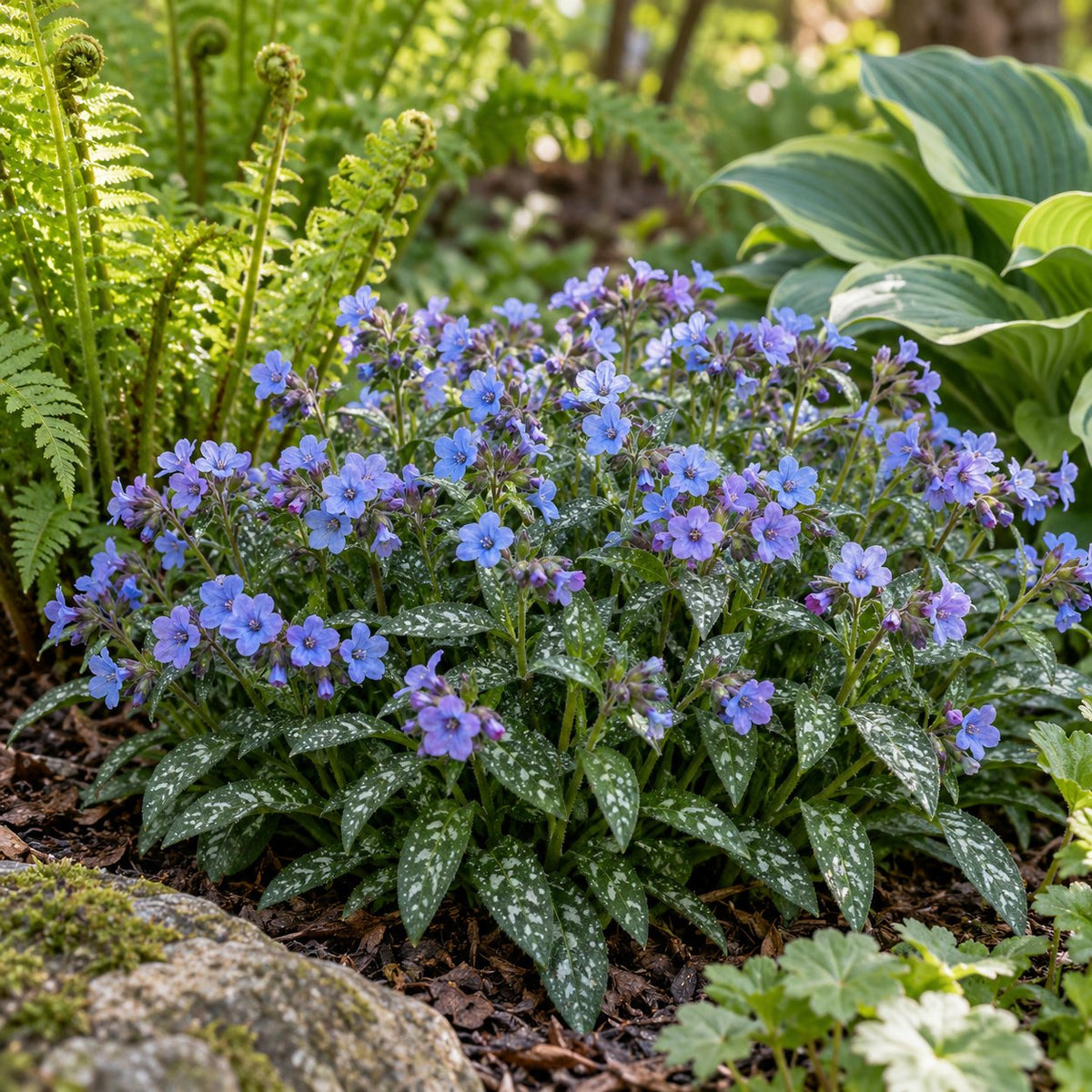 Twinkle Toes Lungwort
