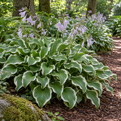 Undulata Albomarginata Hosta growing in a garden