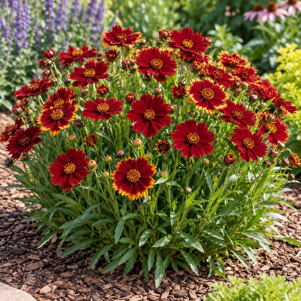 Uptick™ Red Coreopsis