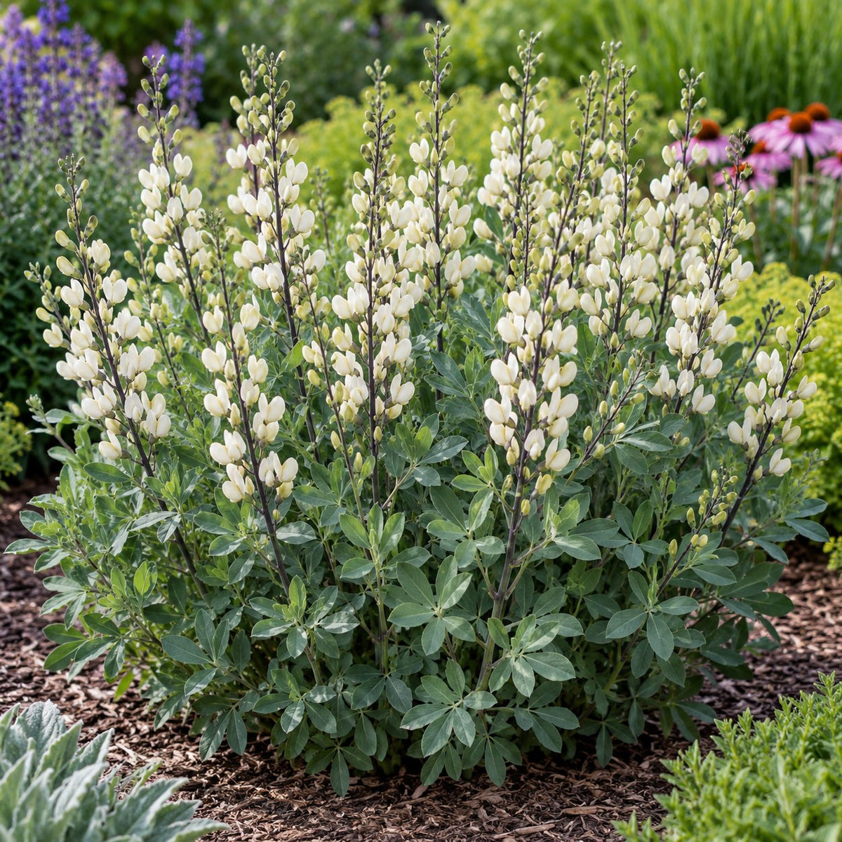 Vanilla Cream II False Indigo