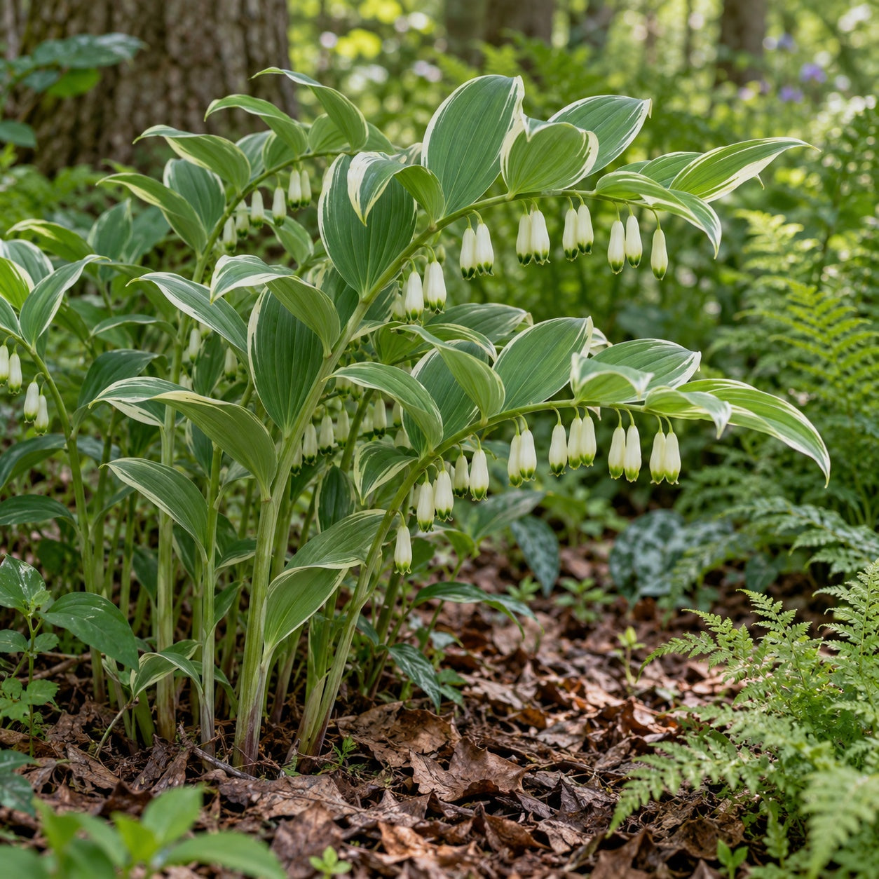 Variegatum Solomon's Seal growing in a garden
