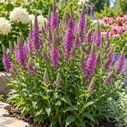 Very Van Gogh Spike Speedwell