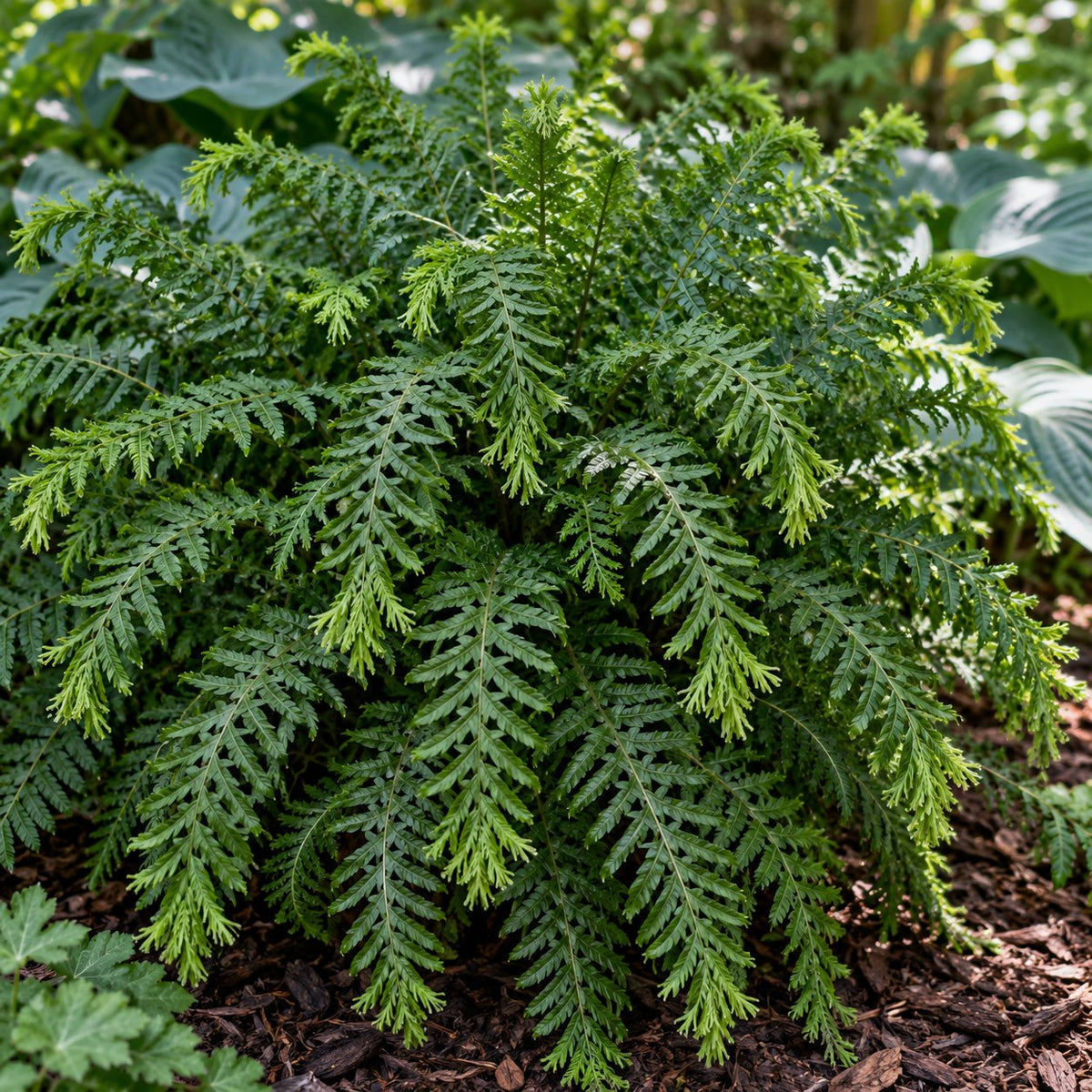 Victoriae Lady Fern