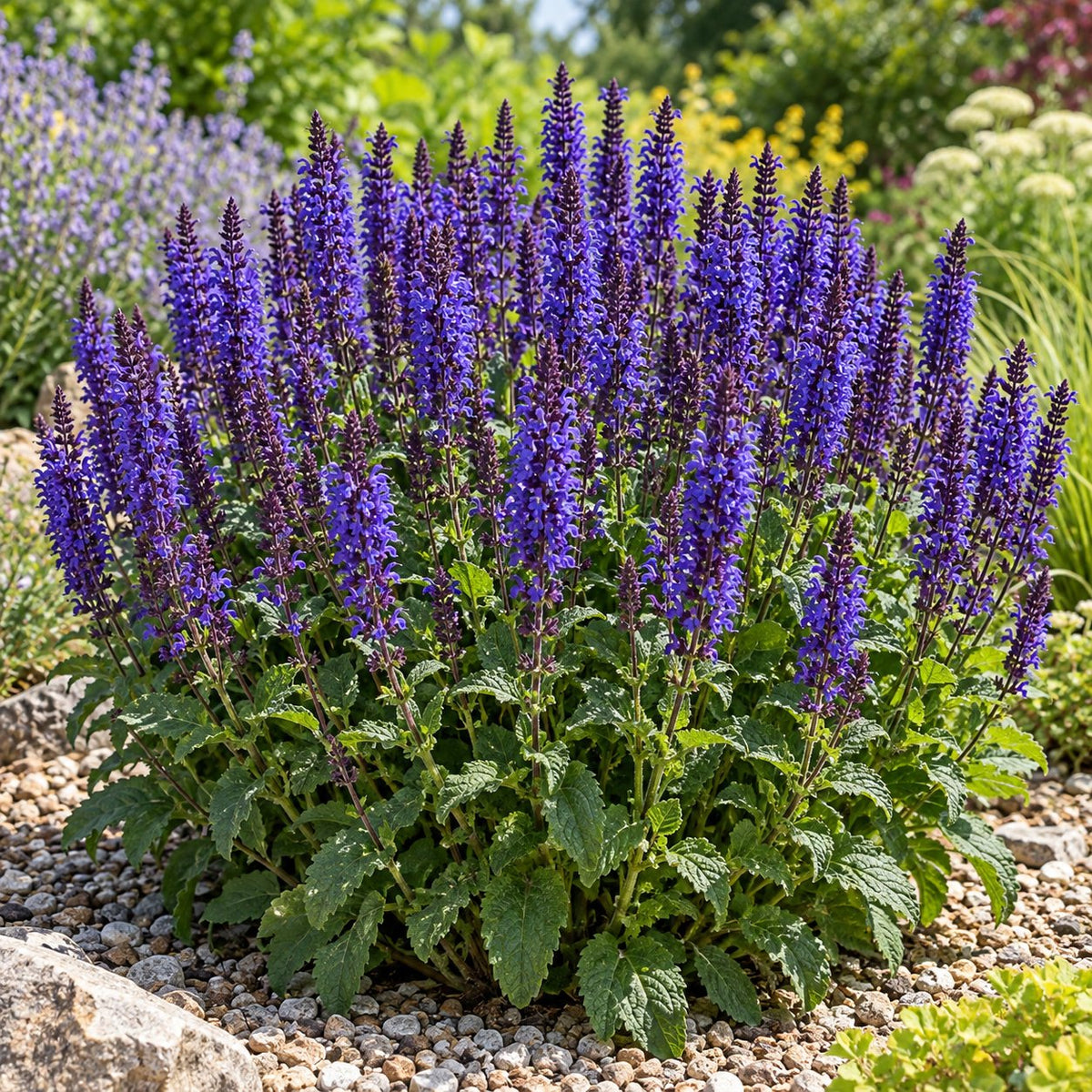 Violet Riot Salvia