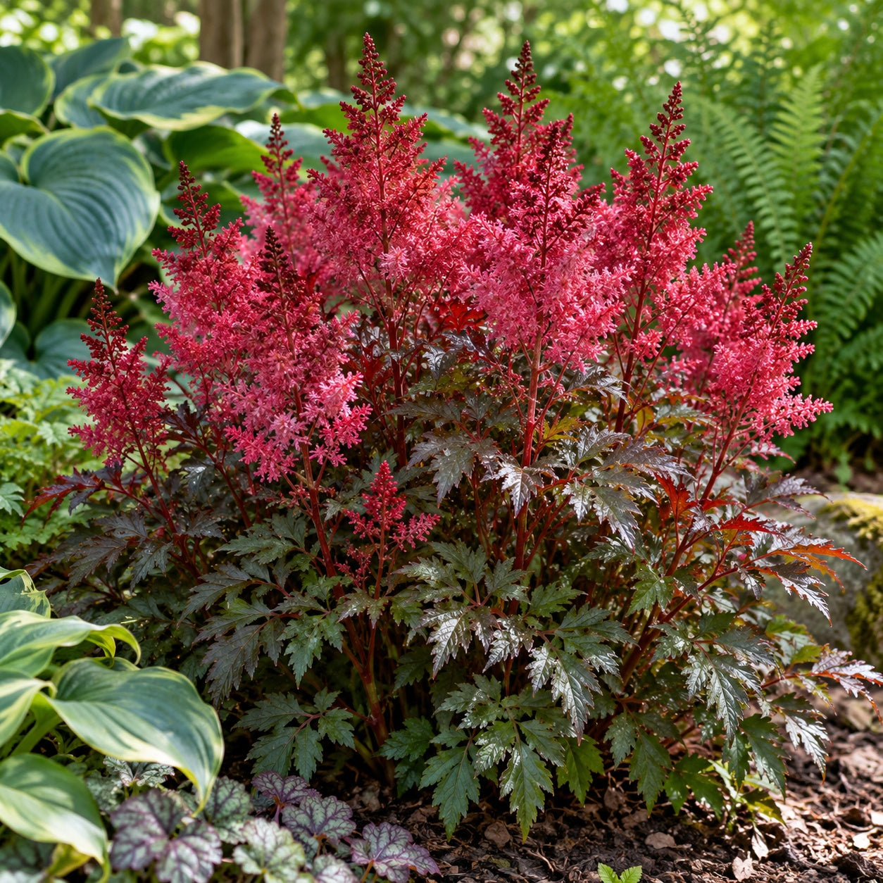 Vision in Red Astilbe growing in a garden