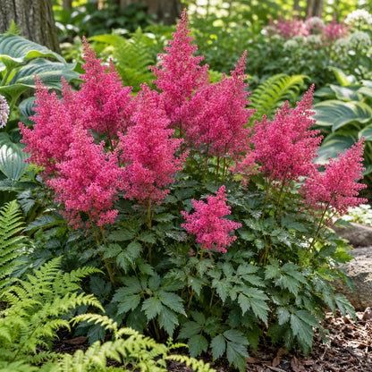 Visions Astilbe growing in a garden