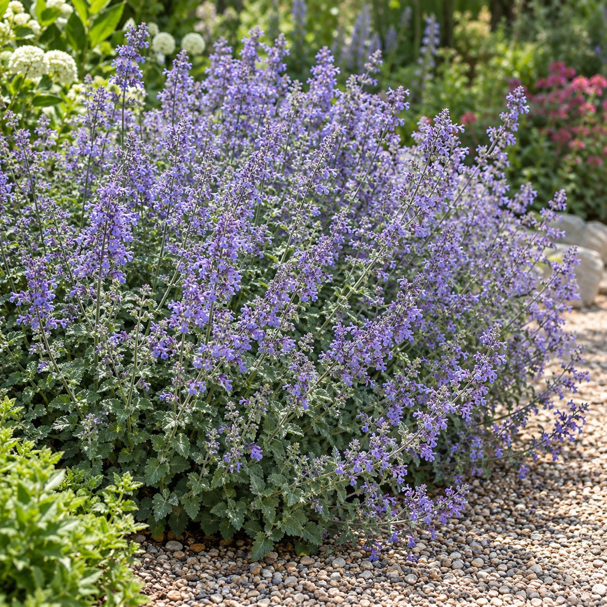 Walker's Low Catmint