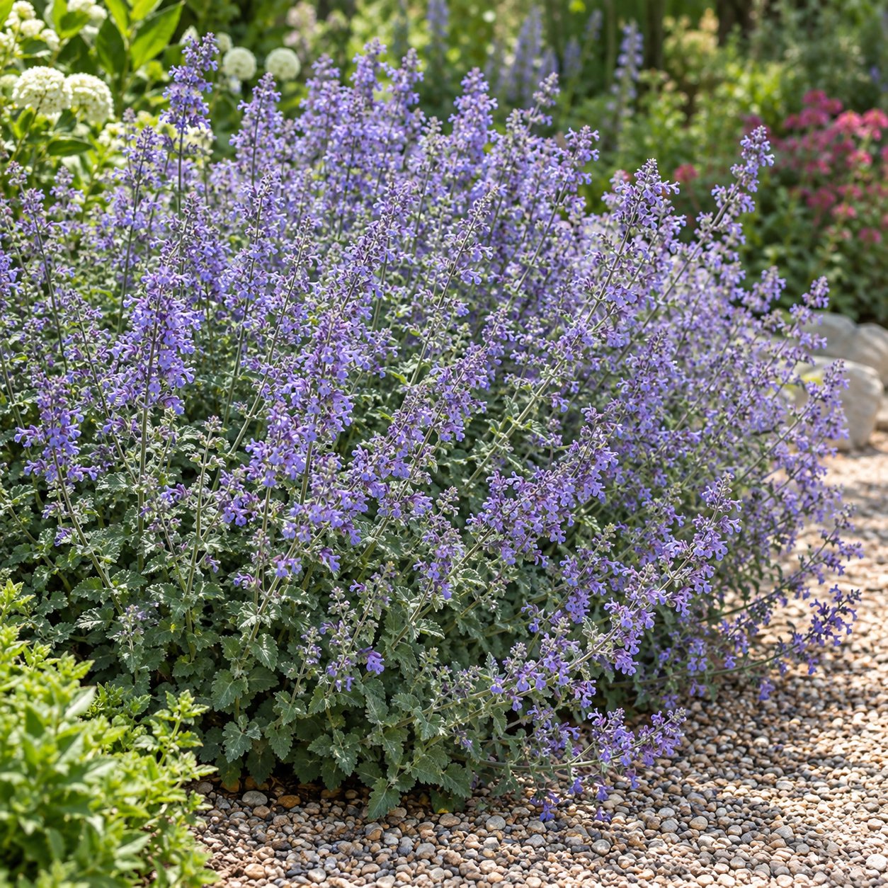 Walker's Low Catmint