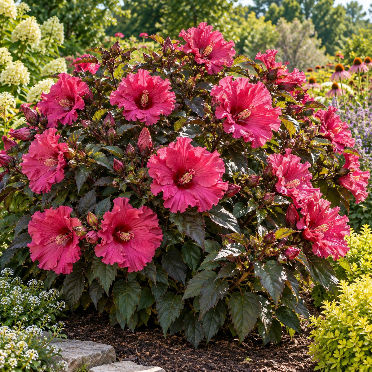 Watermelon Ruffles Hardy Hibiscus