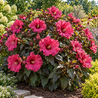 Watermelon Ruffles Hardy Hibiscus