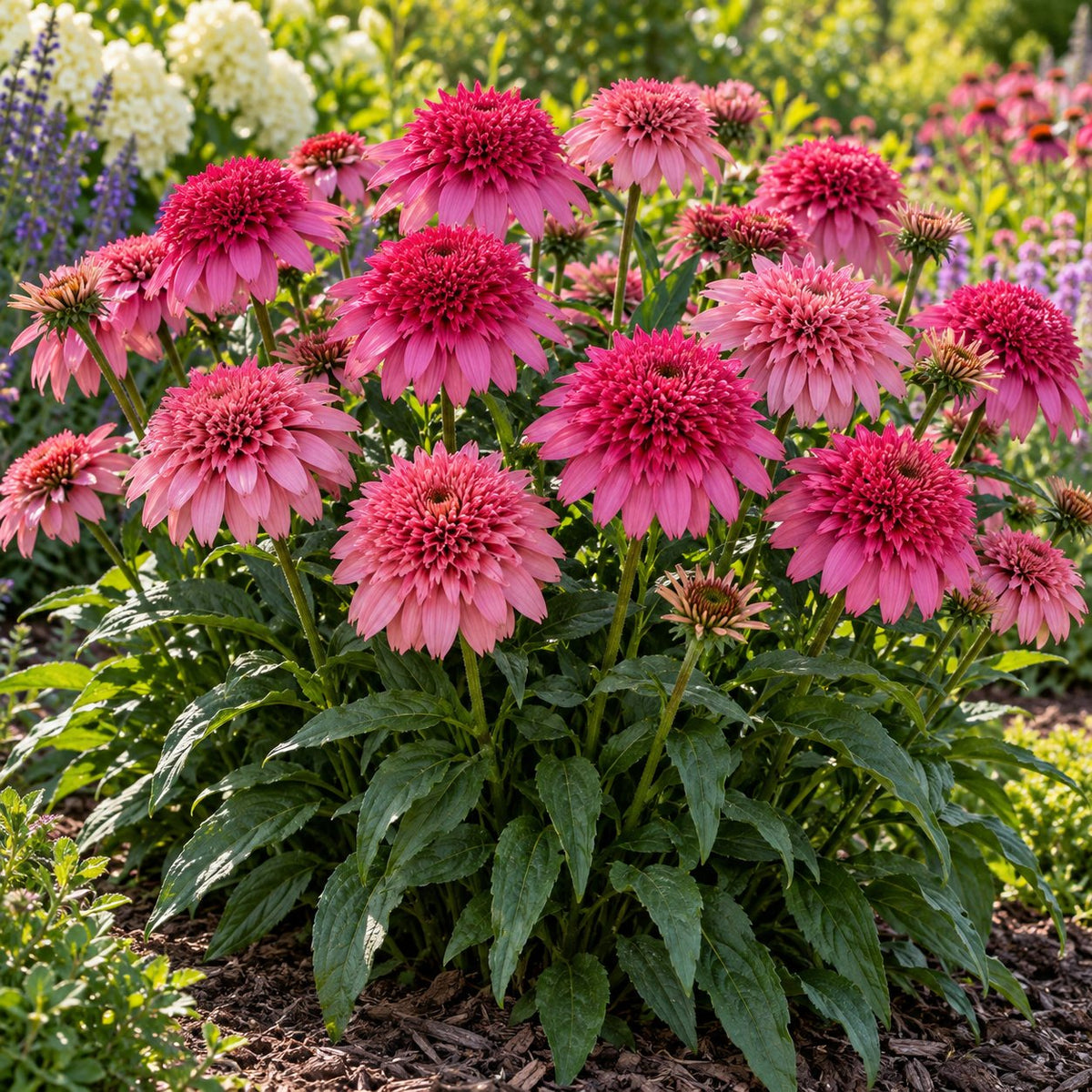 Watermelon Sugar Coneflower