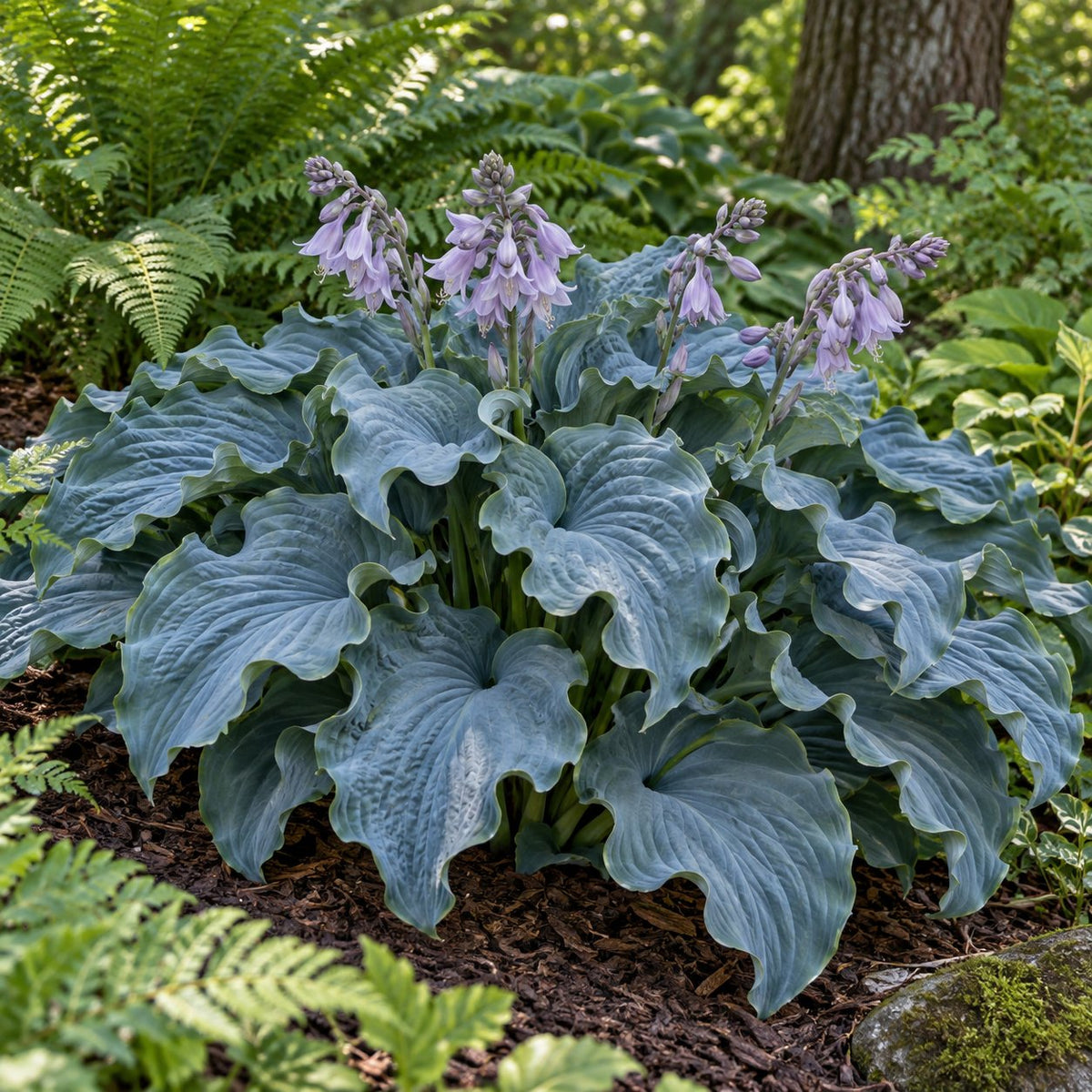 Waterslide Hosta
