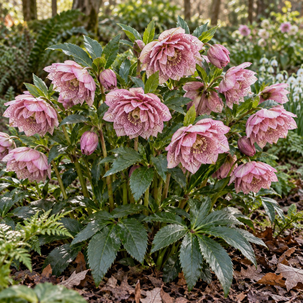 Wedding Crasher Lenten Rose