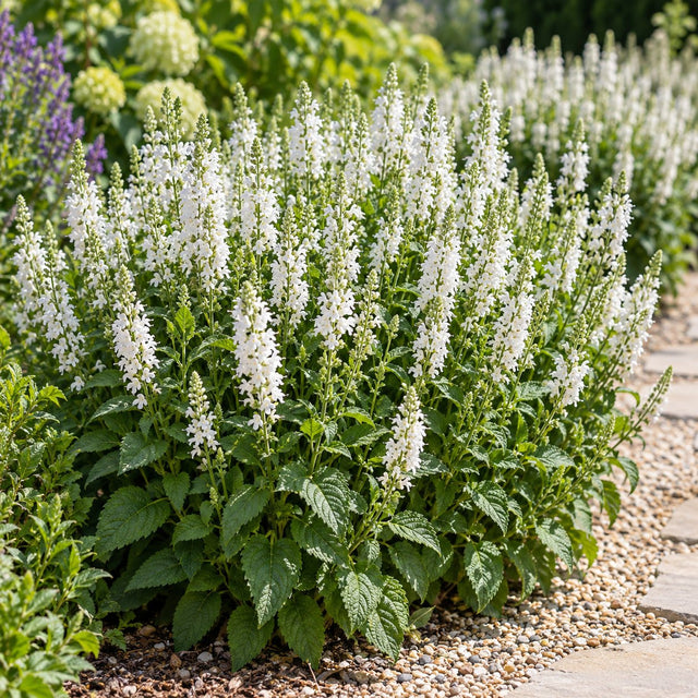 White Profusion