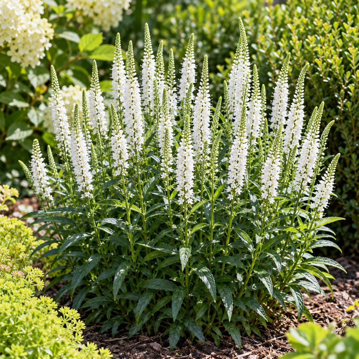 White Wands Spike Speedwell