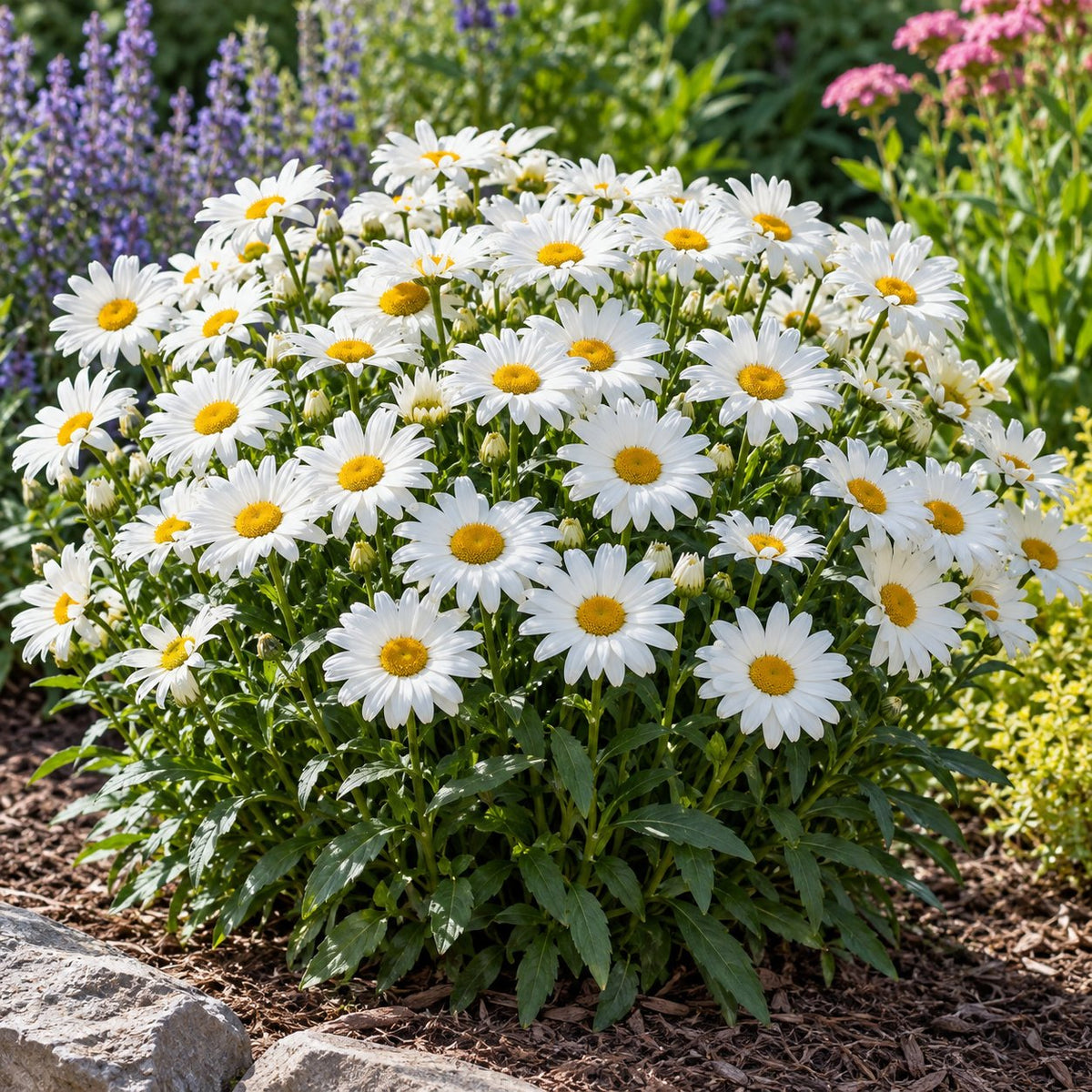 Whoops-a-Daisy Shasta Daisy