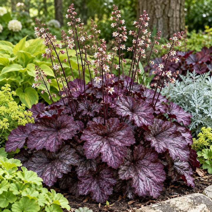 Wildberry coral bells (Heuchera) with silvery berry-purple leaves and pale flower spikes