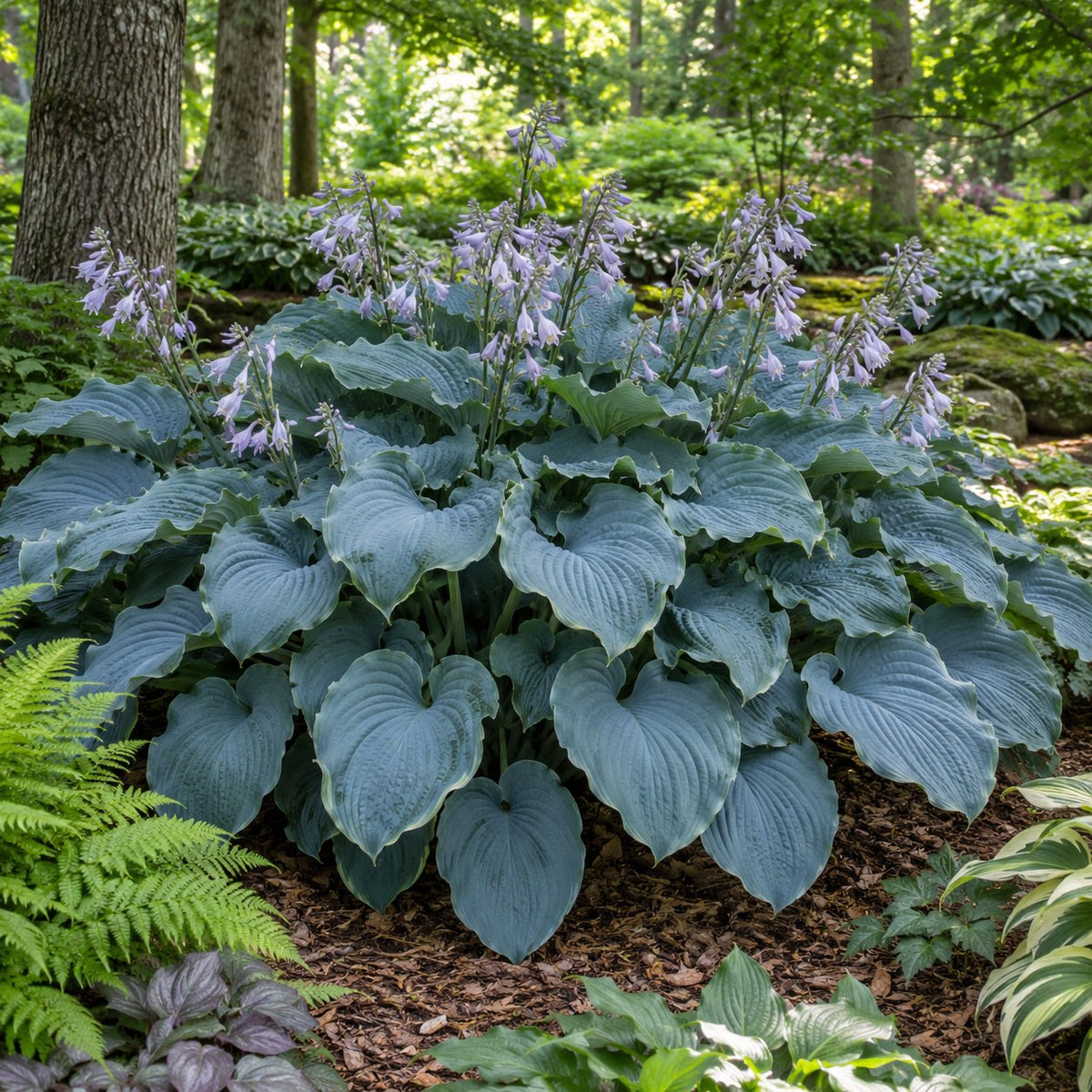 Wind beneath My Wings Hosta
