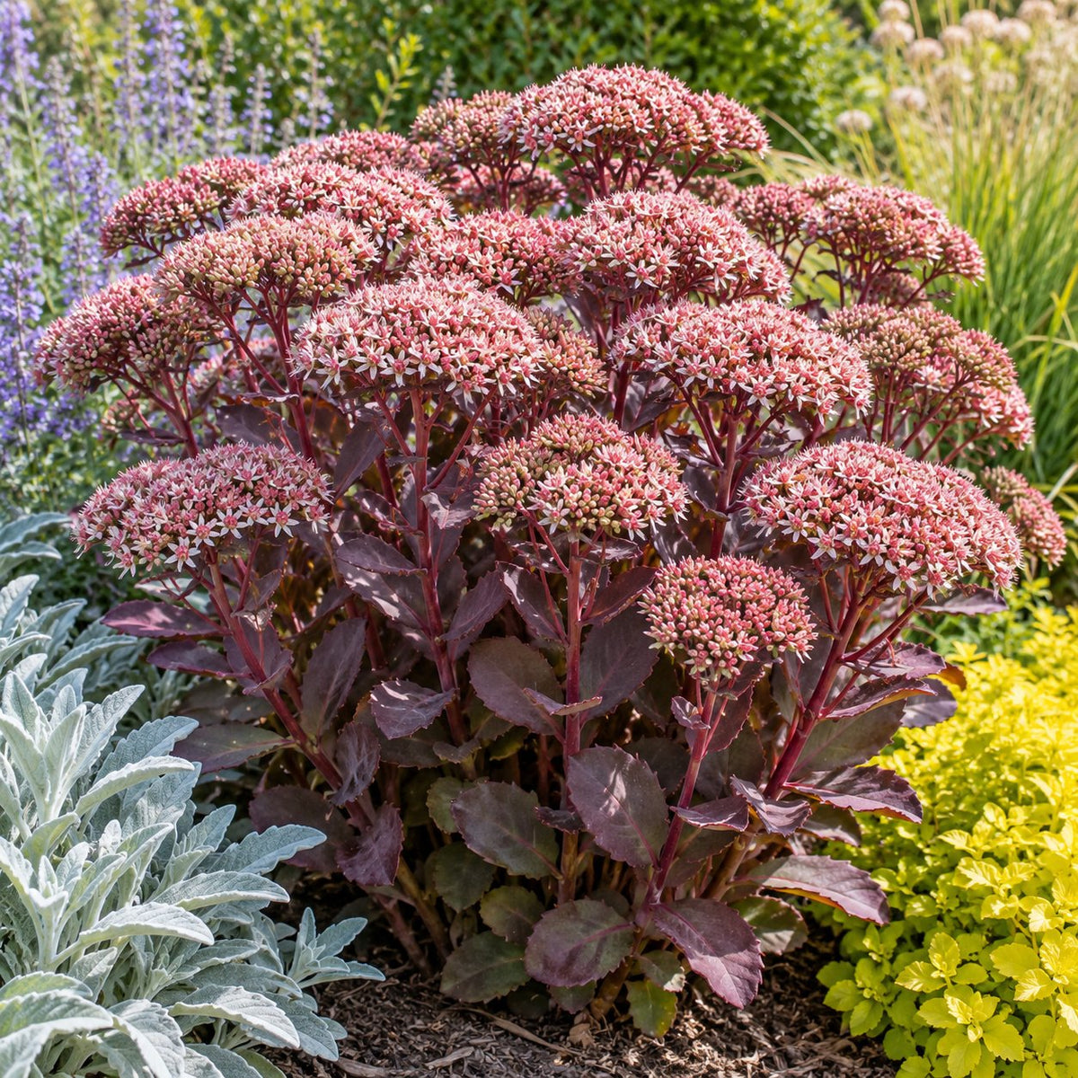 Wineberry Delight Stonecrop