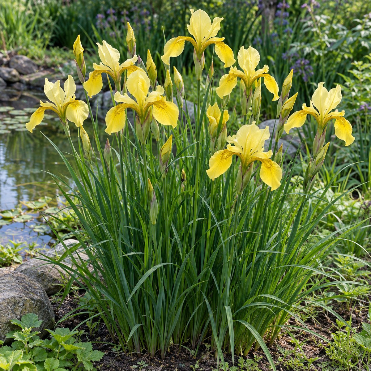 Wish Me Luck Siberian iris with yellow flowers above grassy leaves beside a garden pond, illustration