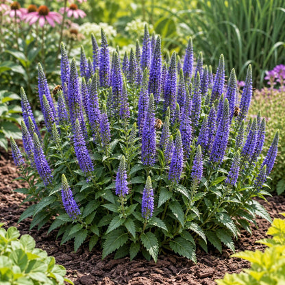 Wizard of Ahhs Speedwell