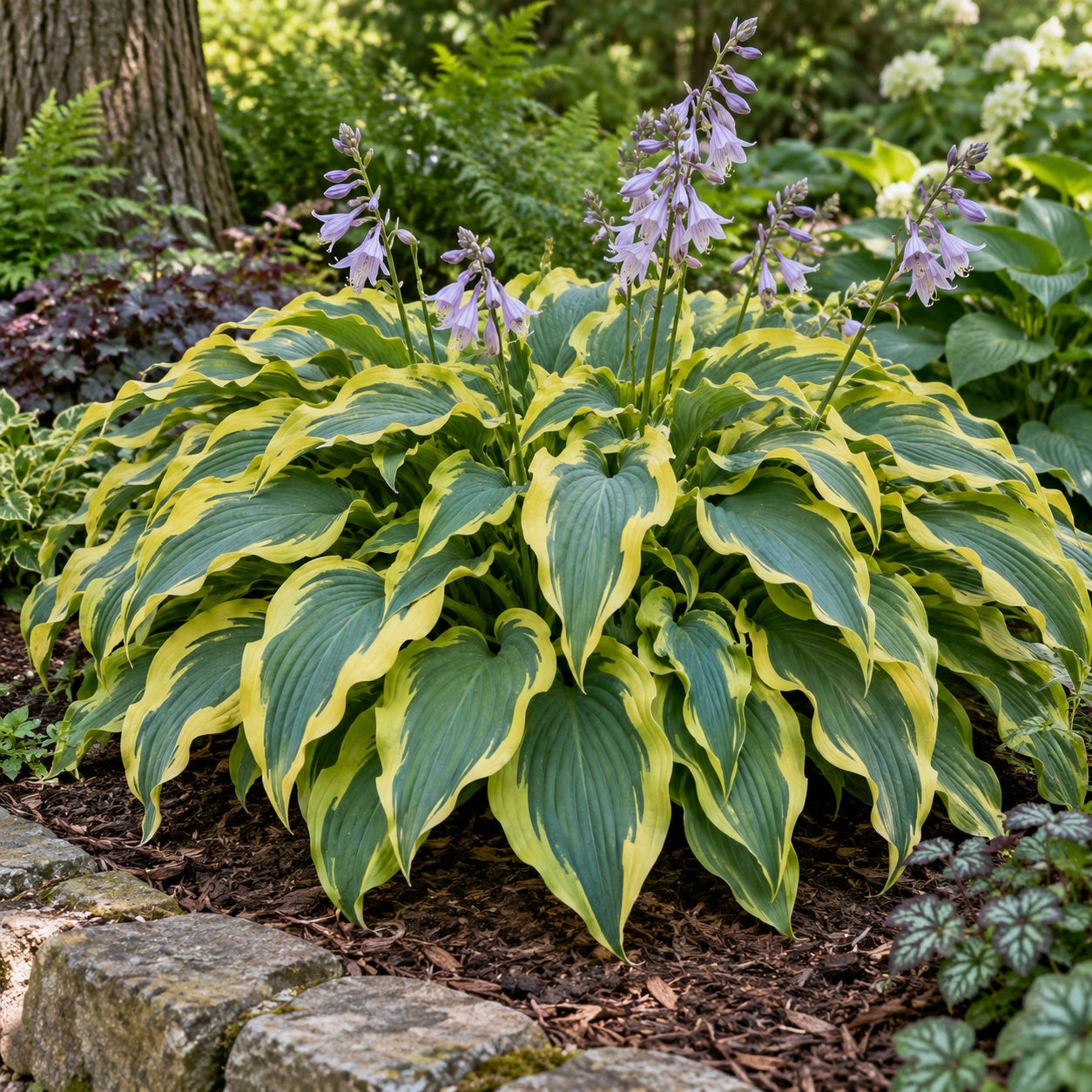 Wolverine Hosta growing in a garden