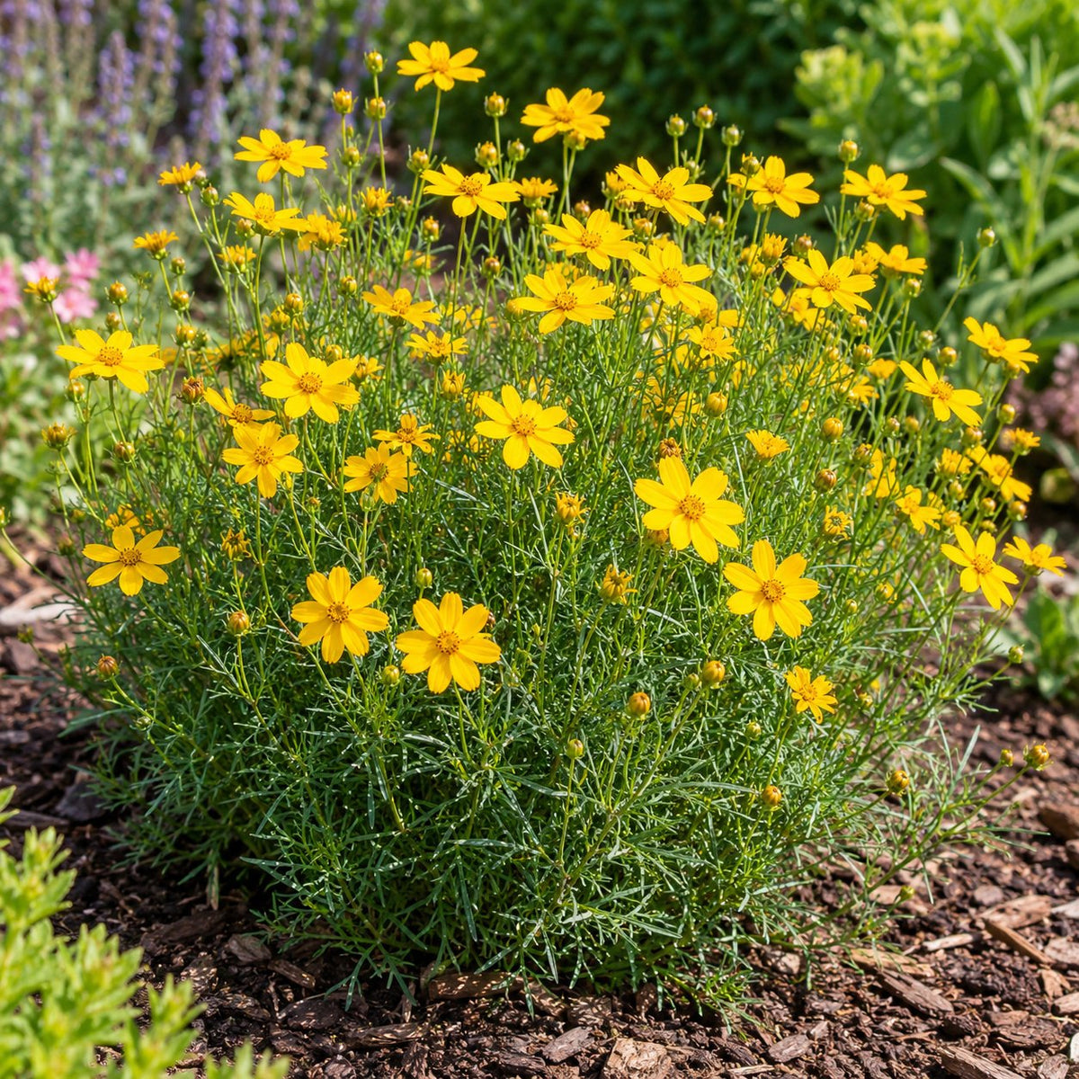 Zagreb Threadleaf Coreopsis