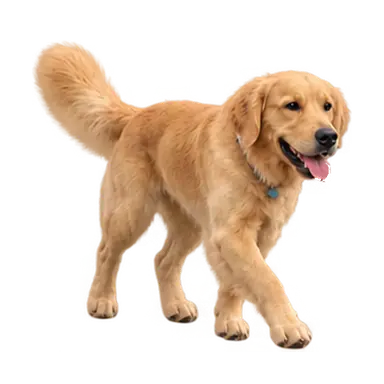 Finnegan, the farm dog