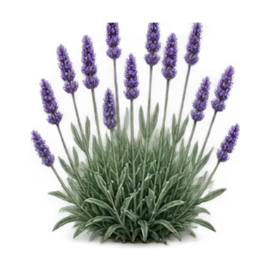 Spike Lavender Plants & Plugs