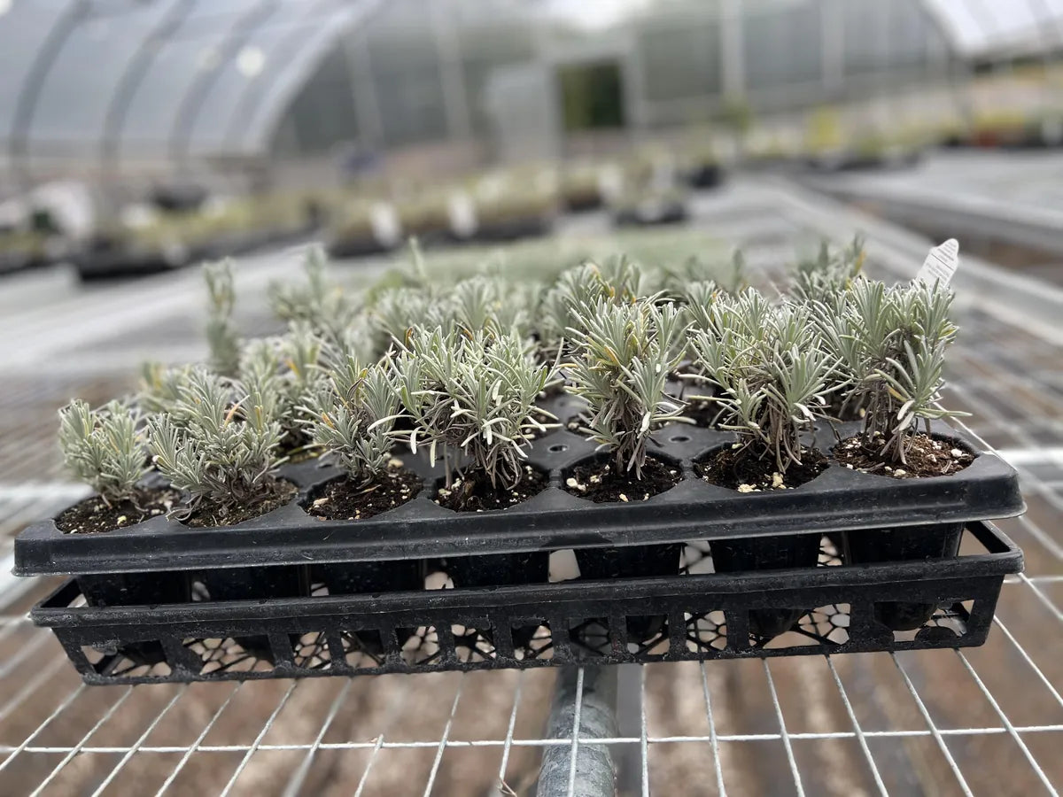 A 20-cell tray of large lavender plugs in the greenhouse