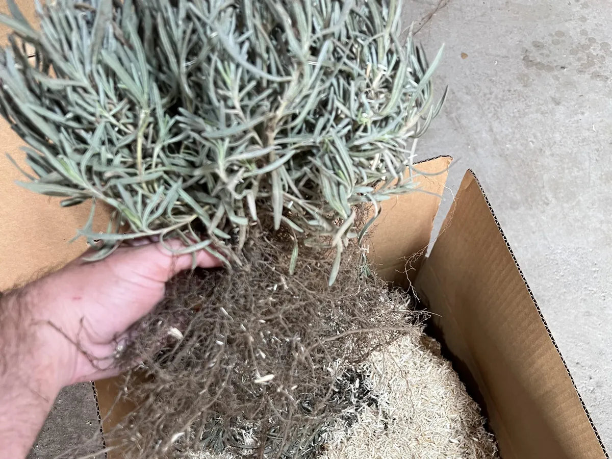 Bare-root lavender plants lifted from a shipping box packed with wood shavings
