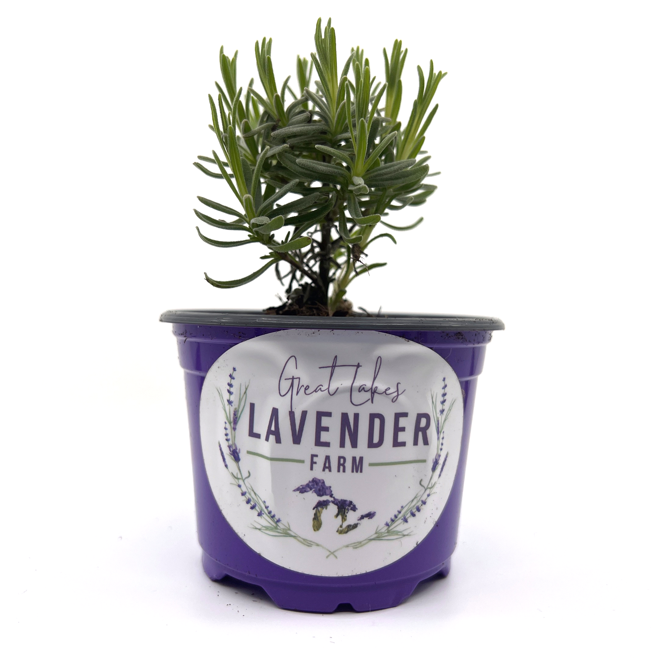2 Live French Lavender Plants Flower Purple Lavender Plant, 4 Inch Pot for  Planting, Ready to Plant