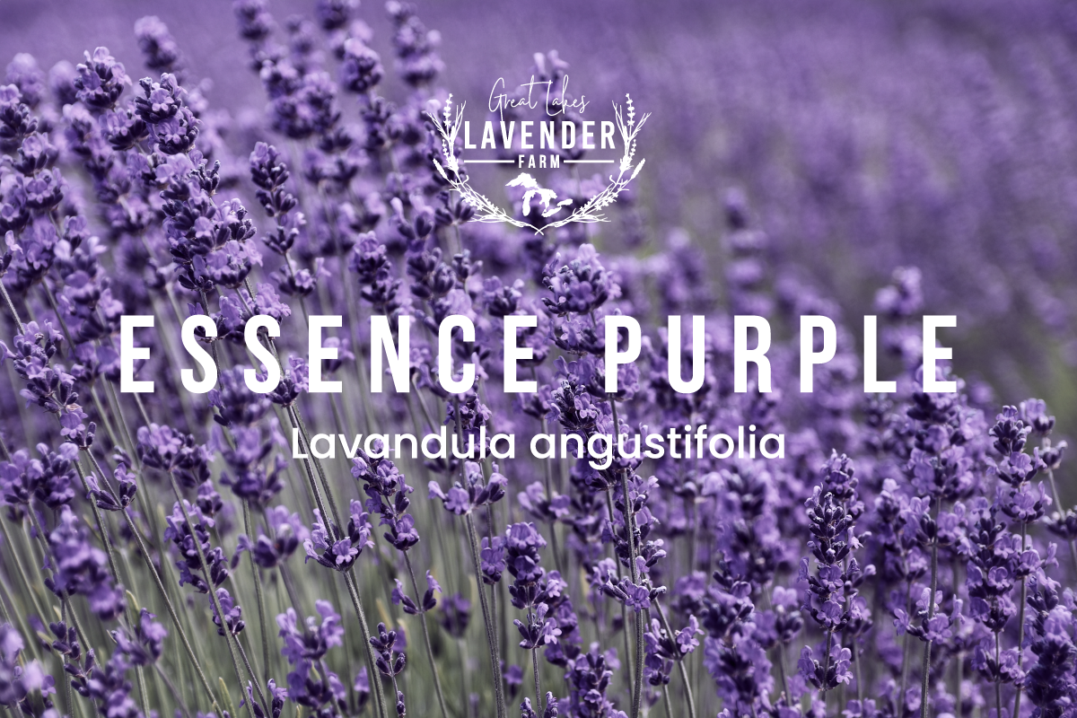 Essence Purple Lavandula angustifolia
