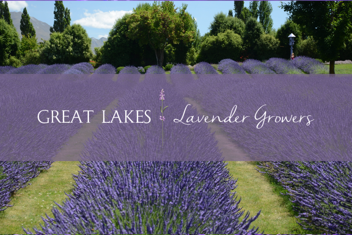 Great Lakes Lavender Growers - Great Lakes Lavender Farm New Member