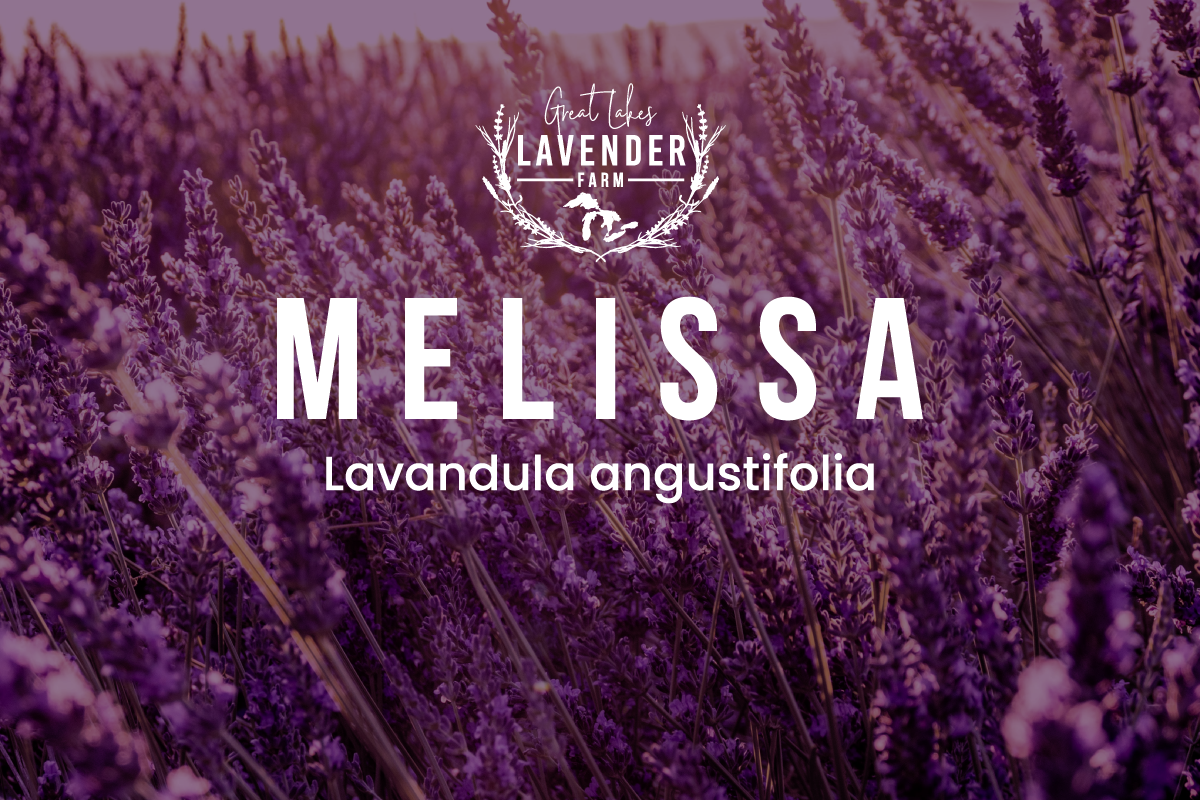 Melissa Lavender - Lavandula angustifolia