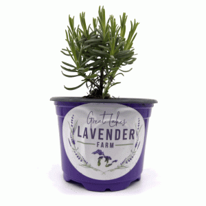 Great Lakes Lavender Farm Enamel Camper Mug