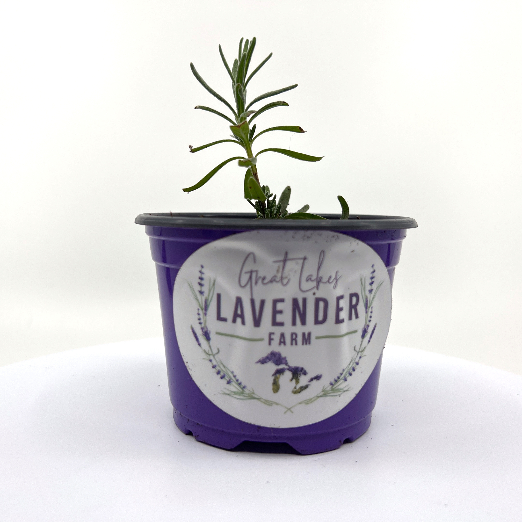 2 Lavender Plants Live, French Lavender Plants, Lavender Plants Live  Outdoor Indoor 4 Inch Pot for Planting