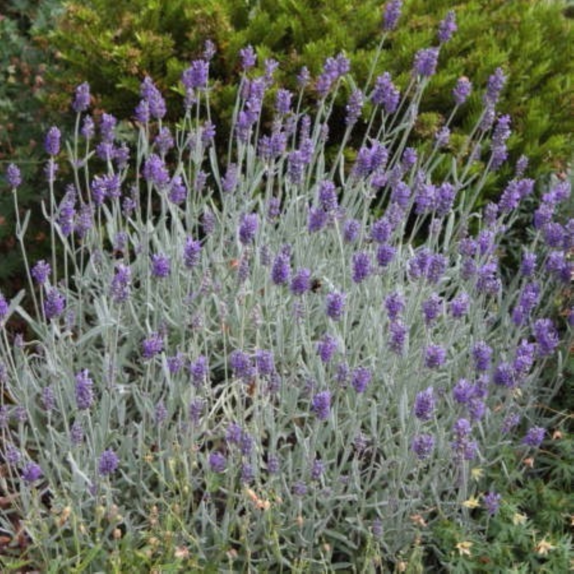 Lavandula angustifolia 'Silver Mist' - Great Lakes Lavender Farm