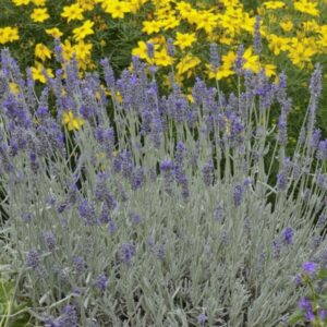Sensational™ Lavender Plants for Sale